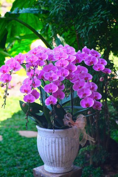 Hoa Lan Hồ Điệp LA105